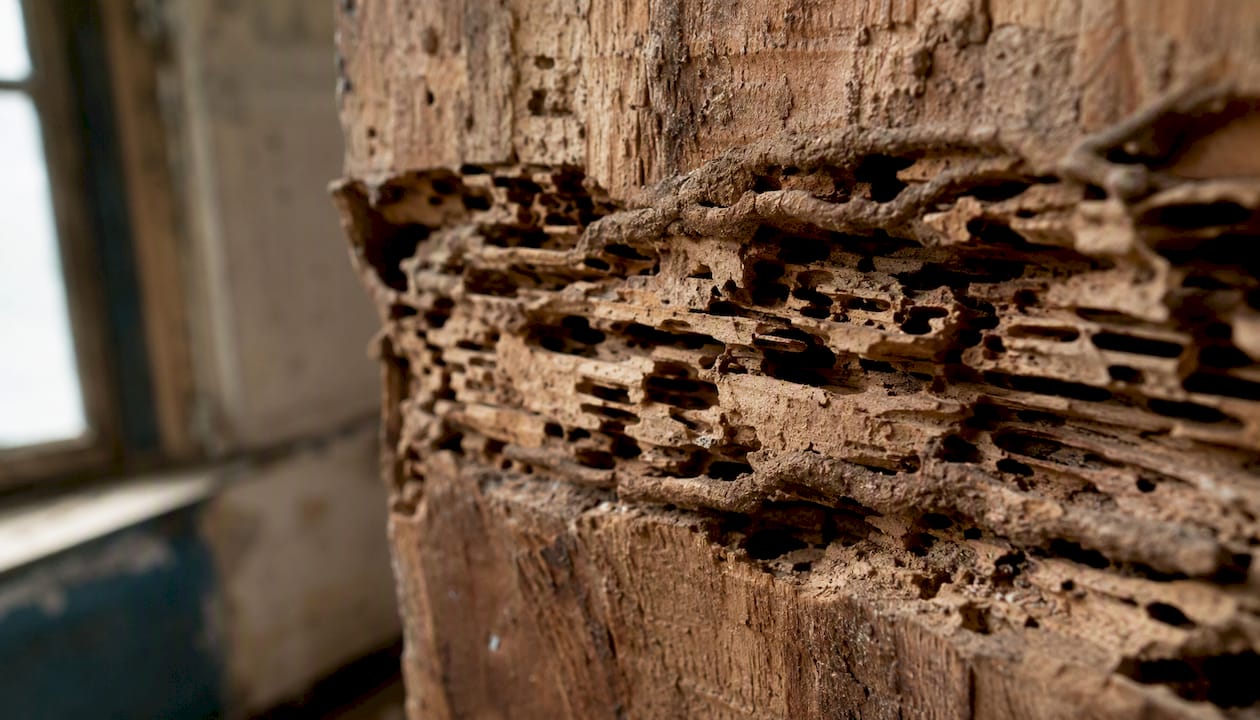 Détail des dégâts causés par les termites dans une structure en bois
