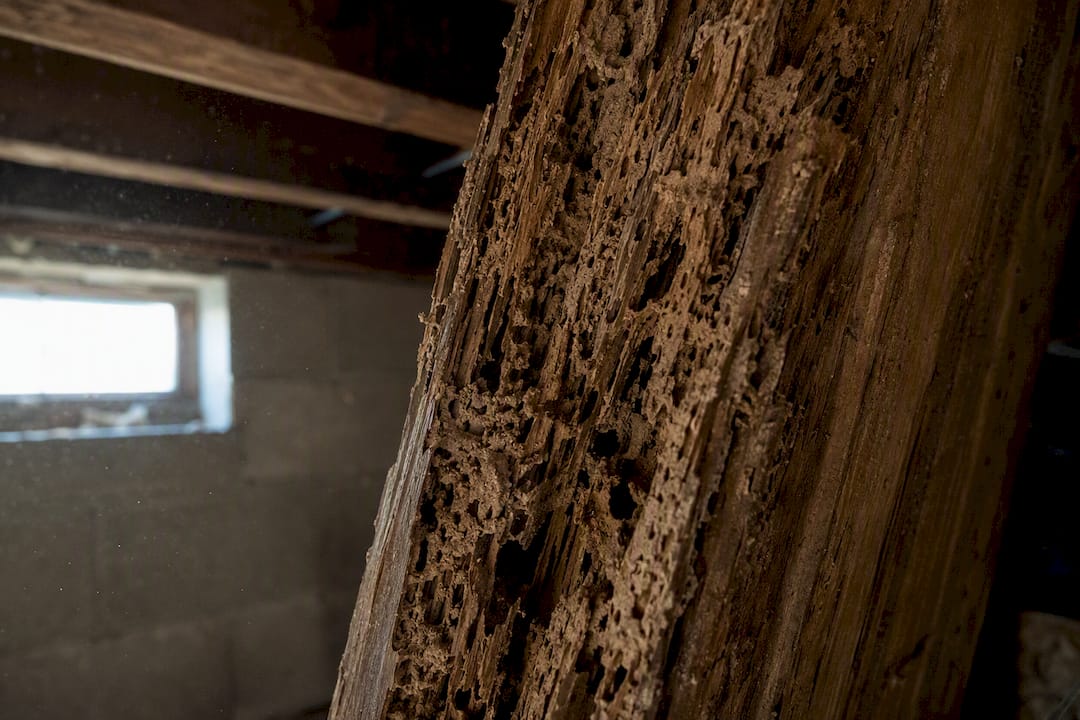 Détail sur une poutre intérieure rongée par les termites