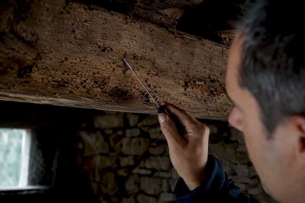 Technicien inspectant une poutre en bois à la recherche de termites