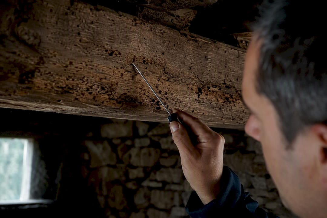Technicien inspectant une poutre en bois à la recherche de termites